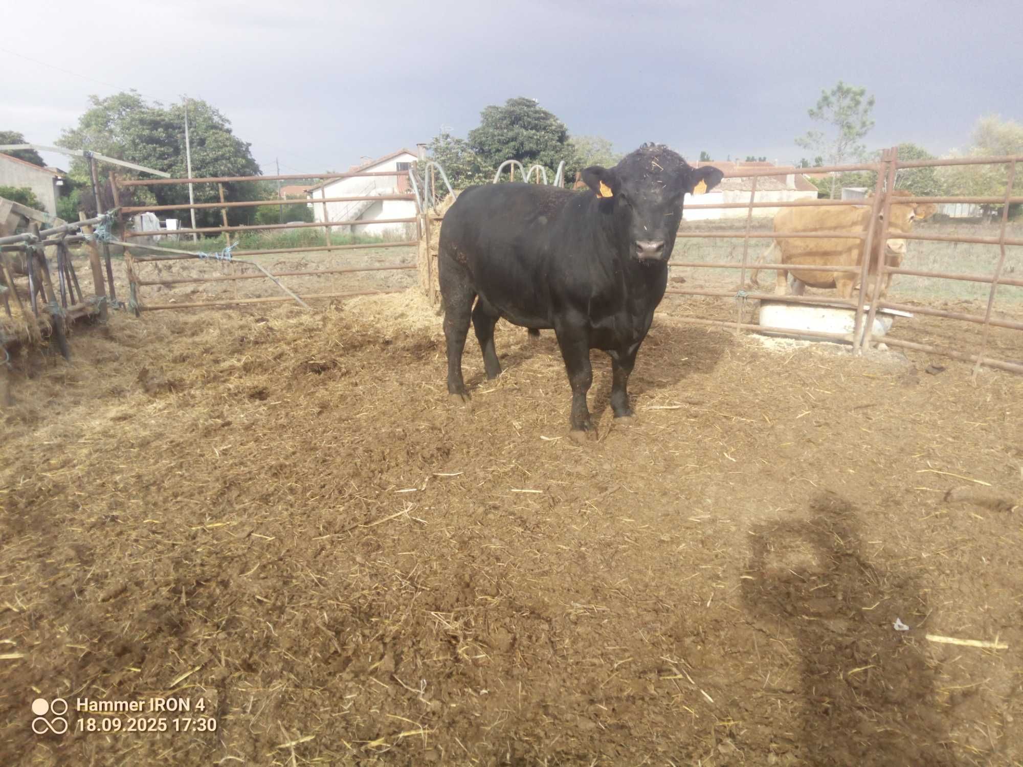 Angus puro inscrito no livro