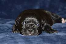 Staffordshire Bull Terrier szczeniak suczka ZKwP