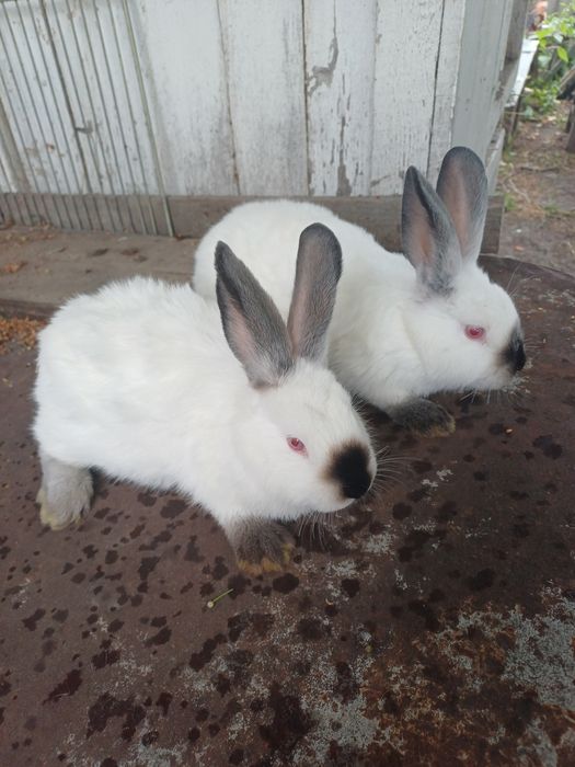 Кролі каліфорнія, самці, самки, молодняк