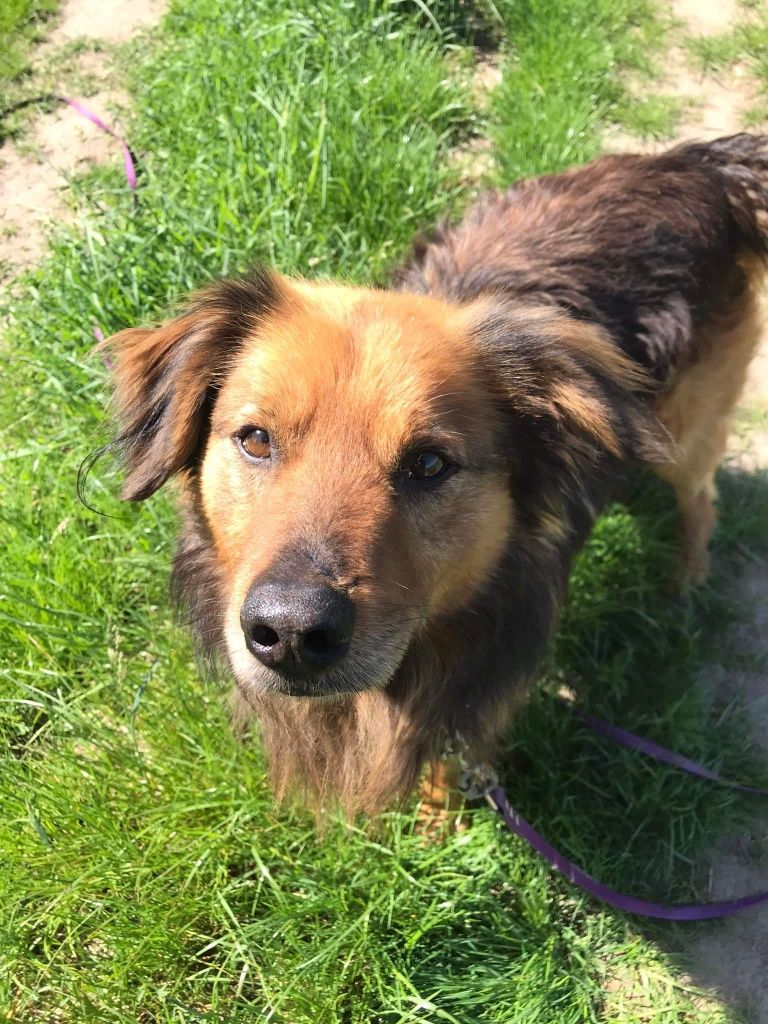 Amper cudny kudłaty psiak do adopcji
