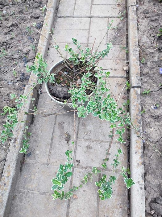 бересклет     кущ