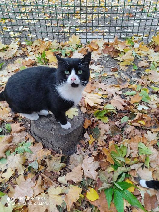 Гарнi котики термiново шукають своїх нових господарiв