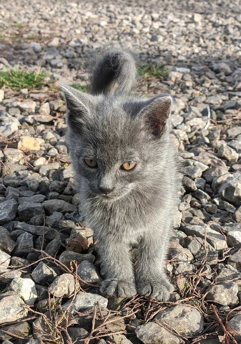 Кошенята, котики, цікава суміш британця, два місяці