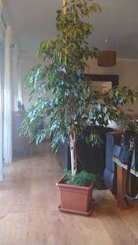 Promoção - Planta "Ficus Benjamina"