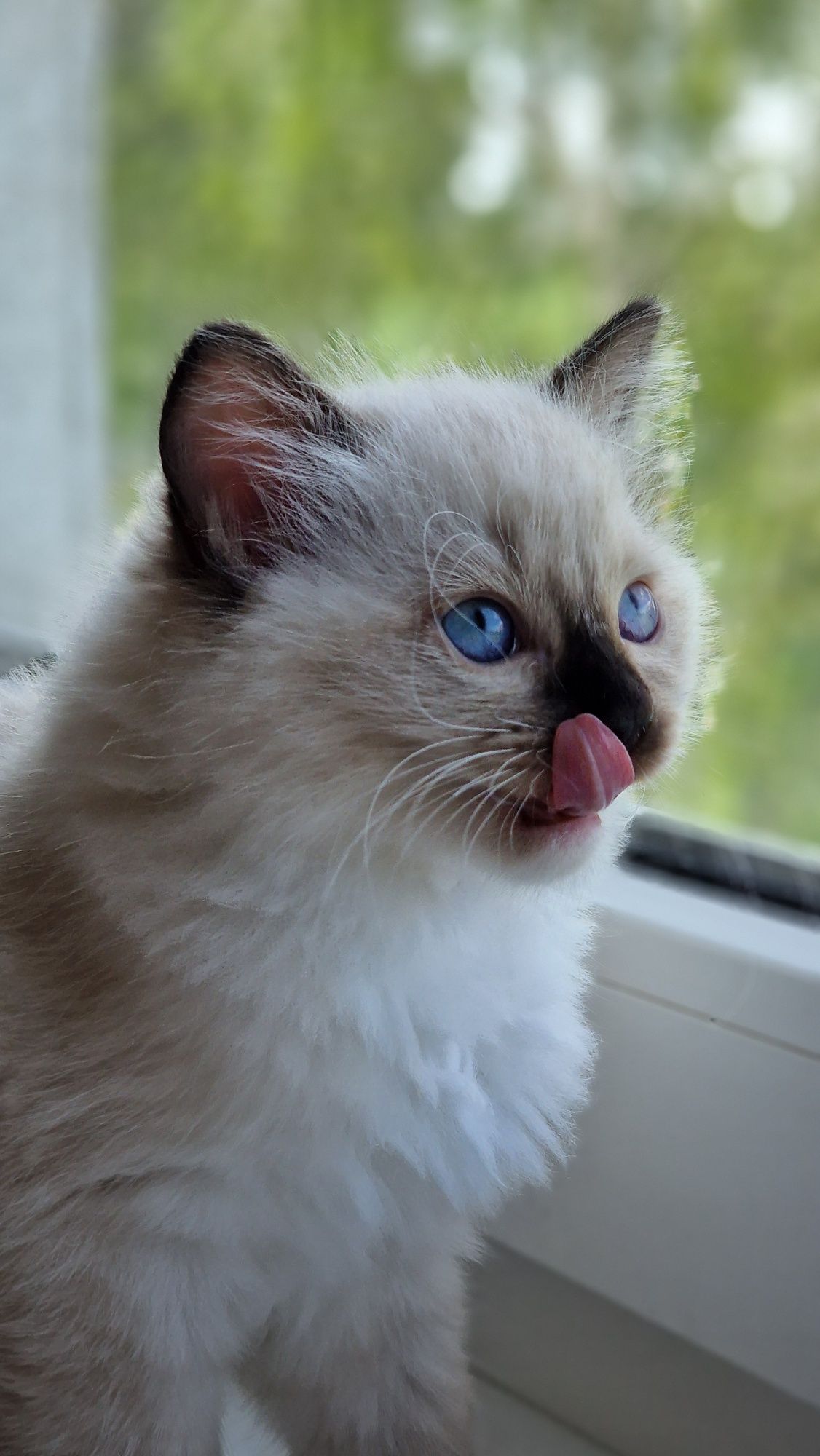 Ragdoll kotka seal mitted