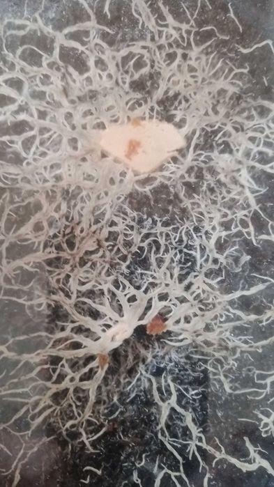 Gotowy 1l. Wazonkowiec Grindal pokarm robaki pokarm do akwarium