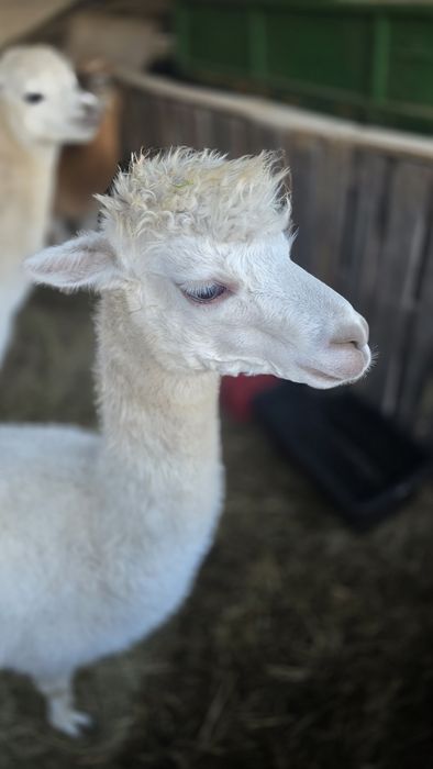 Alpaki samce trzy