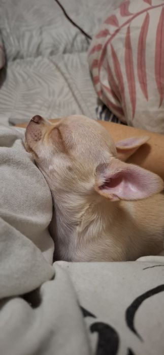 Цуценя чіхуахуа 16.09.25