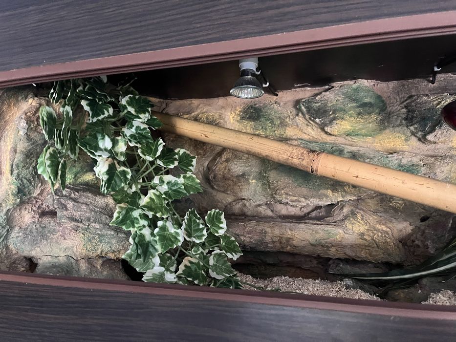 Wąż zbożowy z terrarium 120x40x40 pełne wyposażenie