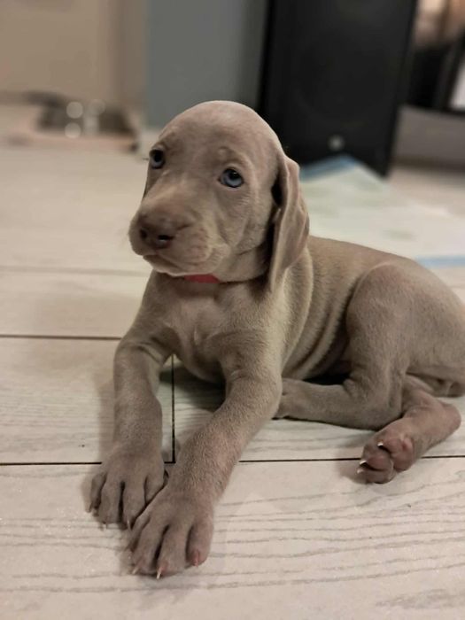 Wyżeł Weimarski szczenię