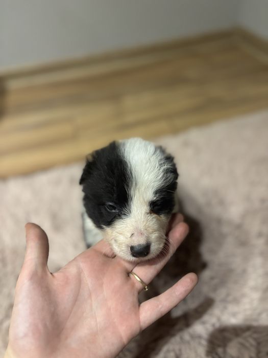 Szczeniak Border collie