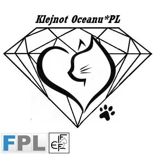Kot Brytyjski Bicolor FPL