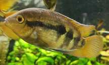 Pielegnice miodowe