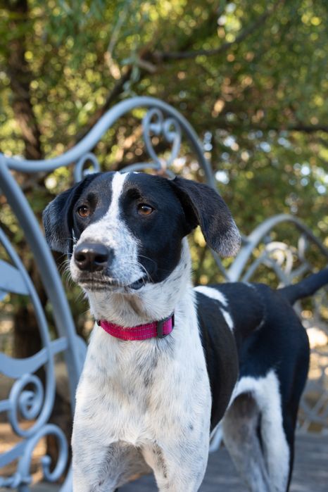 Кетті  метис поінтера шукає сім'ю