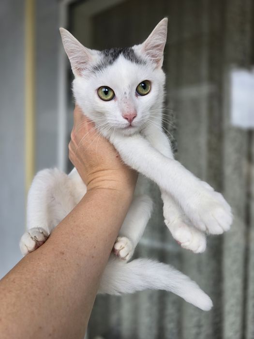 Киця в добрі ручки!