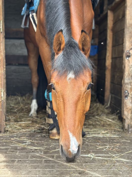 Lucky Star 4 letni wałach