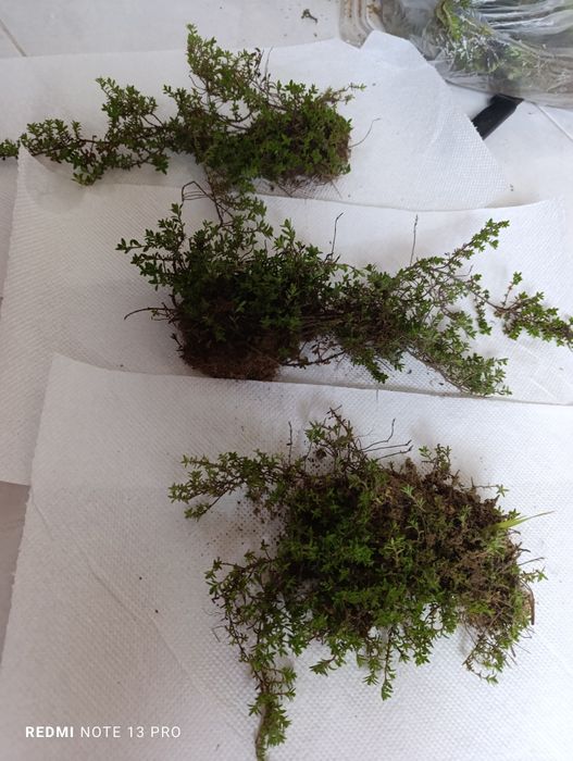 Продаж лікарських рослин