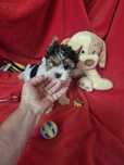 Biewer Terrier Macho Criadora Registada PT 3088 FL