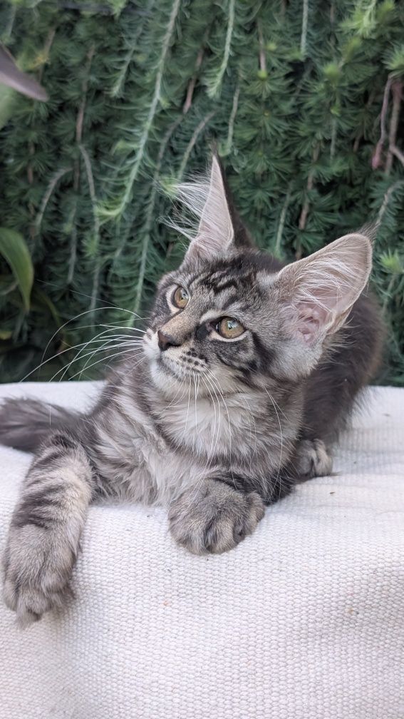 ZOJA kotka Maine Coon. Zapraszamy