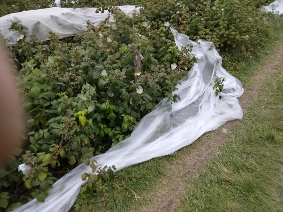 Sprzedaż roślin maliny