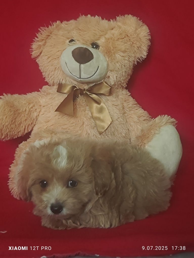 Maltipoo Urocze Szczenię F1