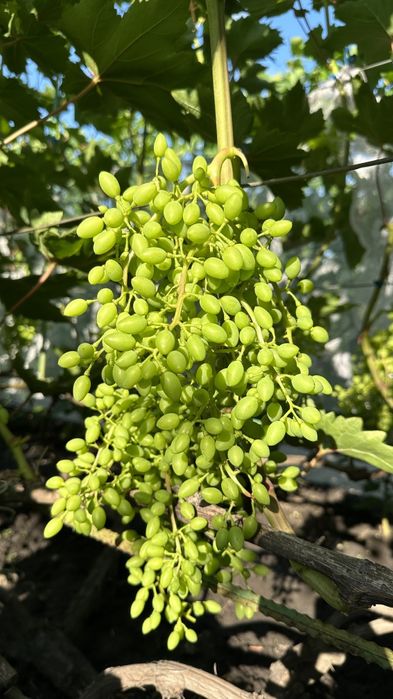 Продам черенки винограда, засоби захисту рослин. Мішечки для винограда