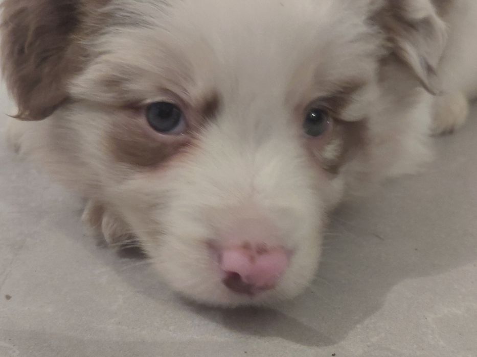 Suczka border collie fci zkwp