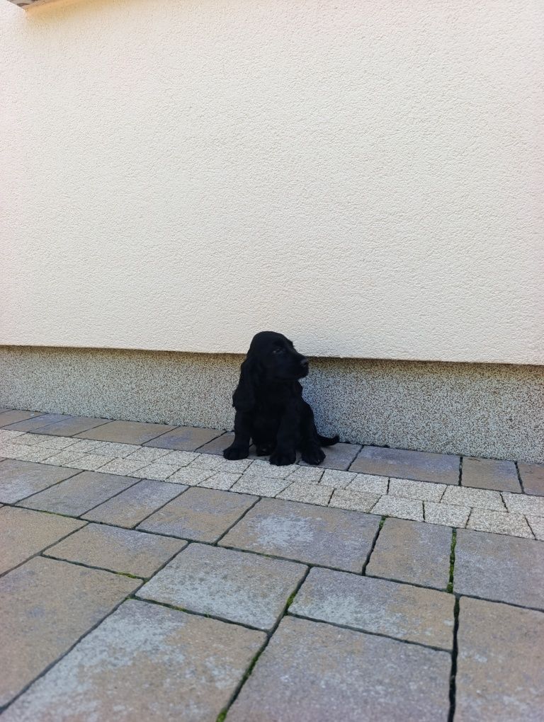Cocker spaniel - Czarny Chłopiec