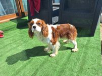 Cavalier King Charles Spaniel reproduktor