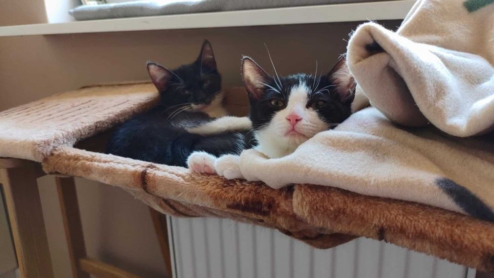 Mięta - chętnie nada orzeźwienia twojemu życiu!