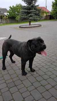 Cane corso pies, dobrze zbudowany