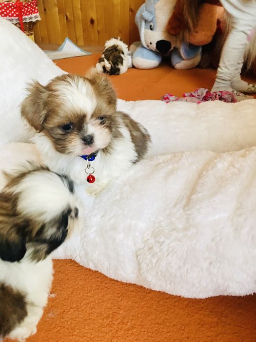 Shih tzu szczeniaczek