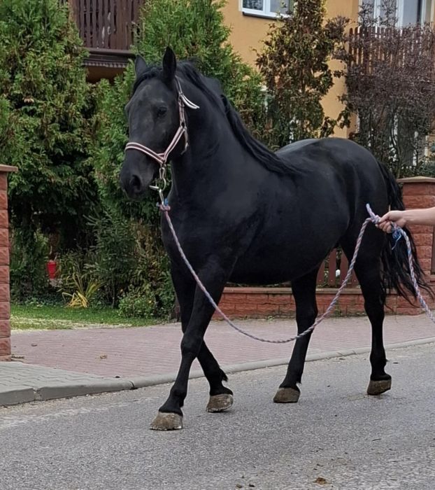 Sprzedam klacz ośmioletnią