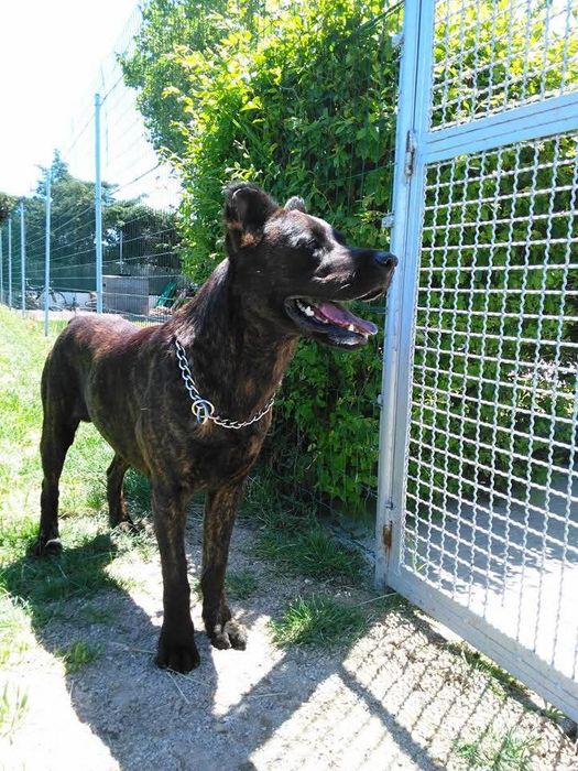 Cão de Fila de São Miguel