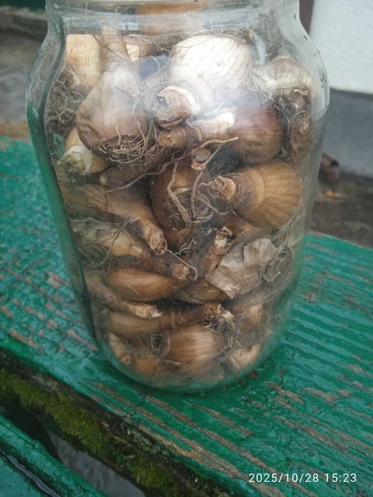 Луковицы \цибулини\ Нарцисс