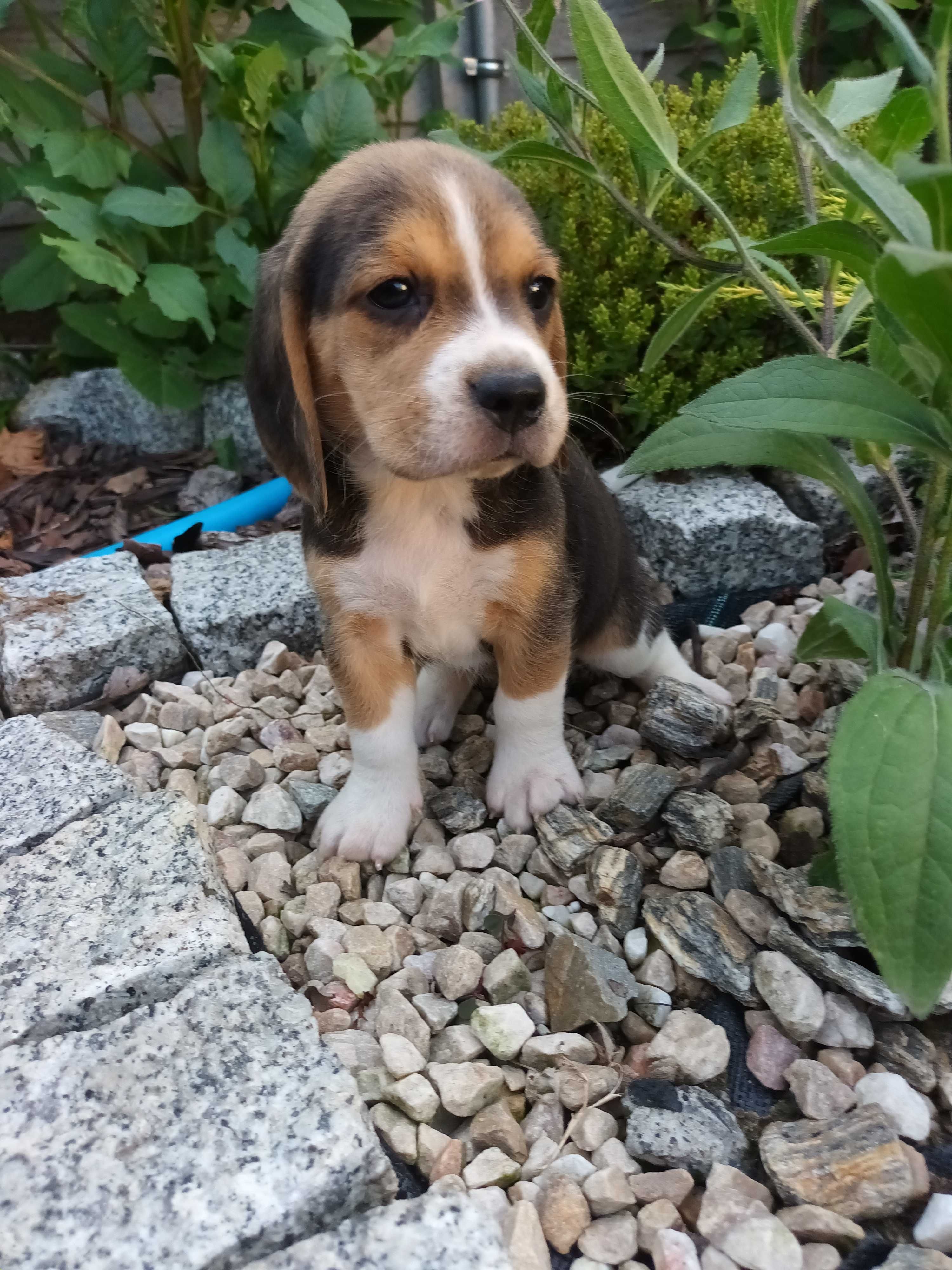 Beagel suczka gotowa do odbioru