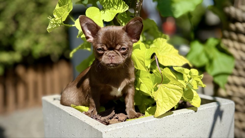 Chihuahua czekoladowy GOTOWY DO ODBIORU  przepiękny PIESEK