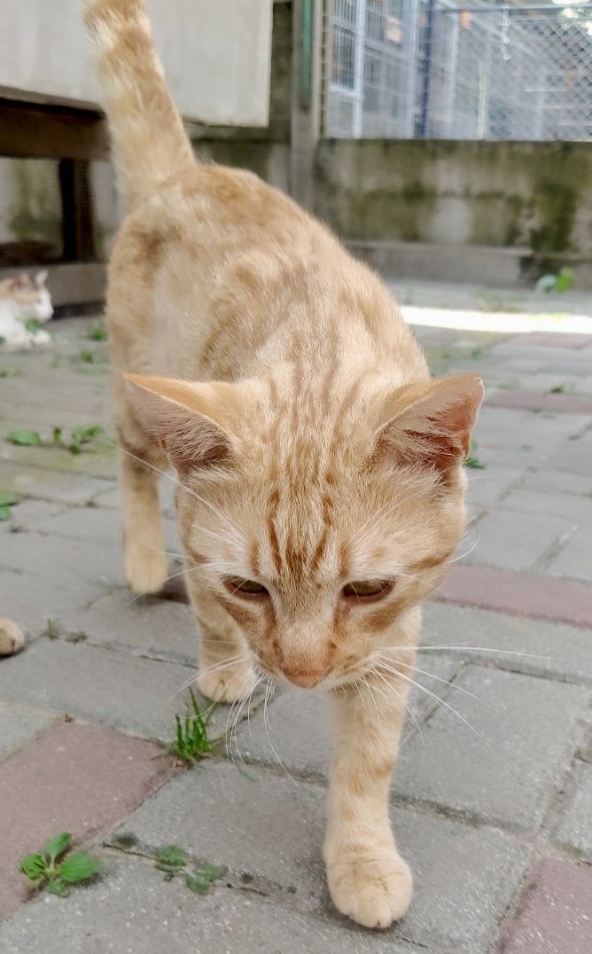 Rudolf gorąco poleca się do adopcji...
