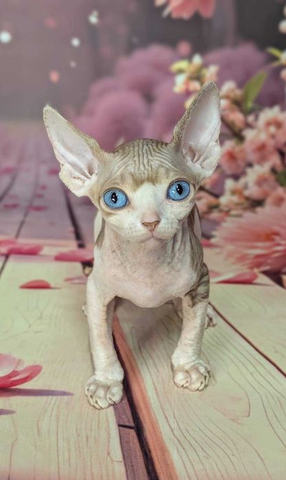 Rain. Sfinks kanadyjski. Delikatna i urocza dziewczynka