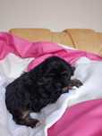 Shih tzu  szczeniak