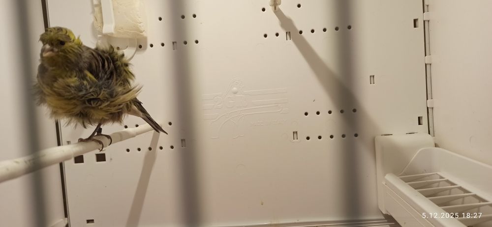 Kanarek kendeżawy Mehringer samiczka 2025 zielona