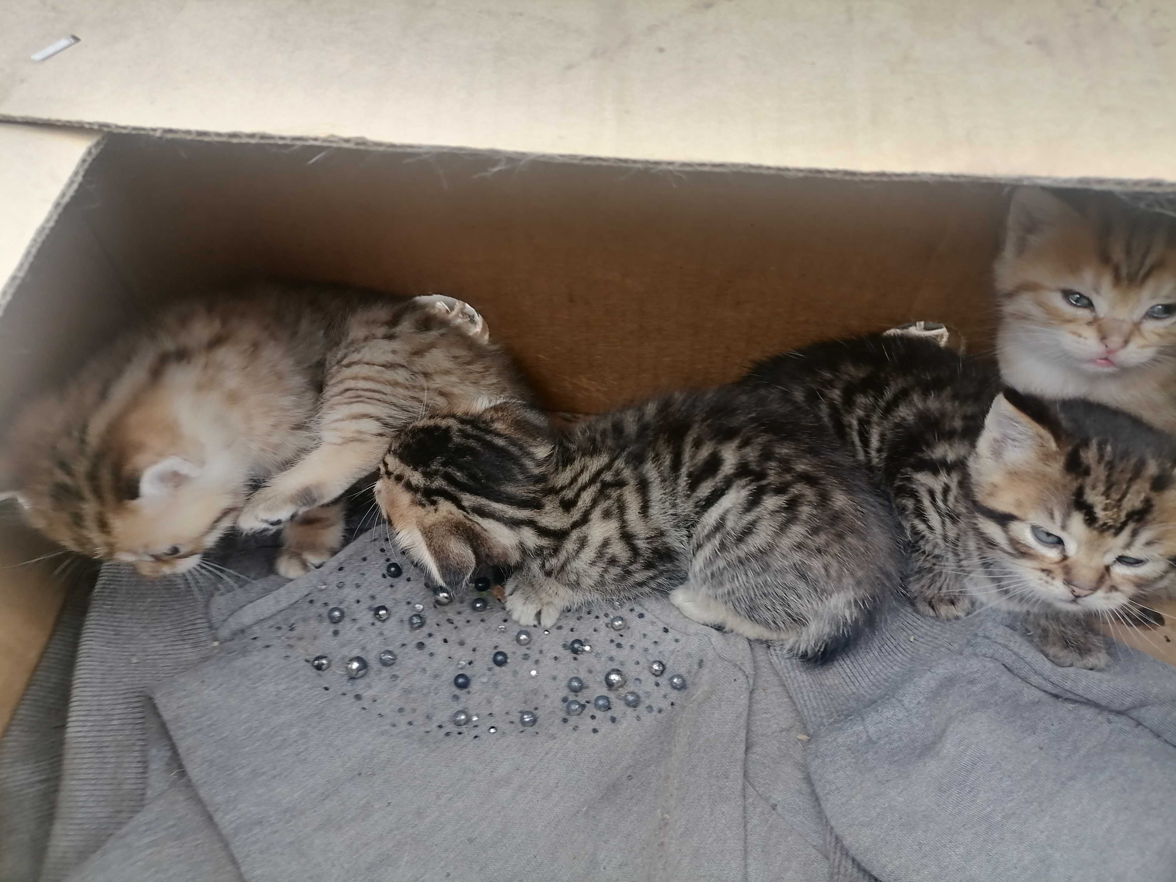 Котята вислоухие