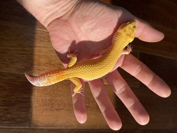 Gekon lamparci samiczka Tremper z lini Red Diamond.