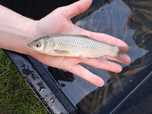 Amur narybek 14-18cm lin, karp, karp koi