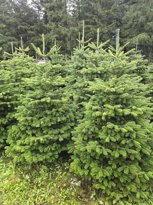 Duży wybór choinek prosto z Danii jodły kaukaskie PREMIUM odbiór 24/7!