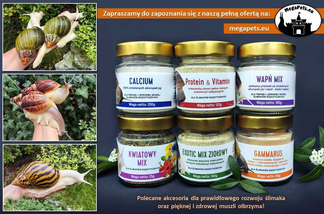 Wapń Mix Sepia Ślimaki Achatina Lissachatina Archachatina Suplementy