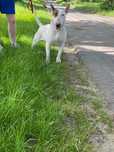 Do adopcji MILI pies w typie bullteriera TTB Poznań
