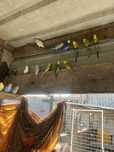 Vendo aves  urgente.