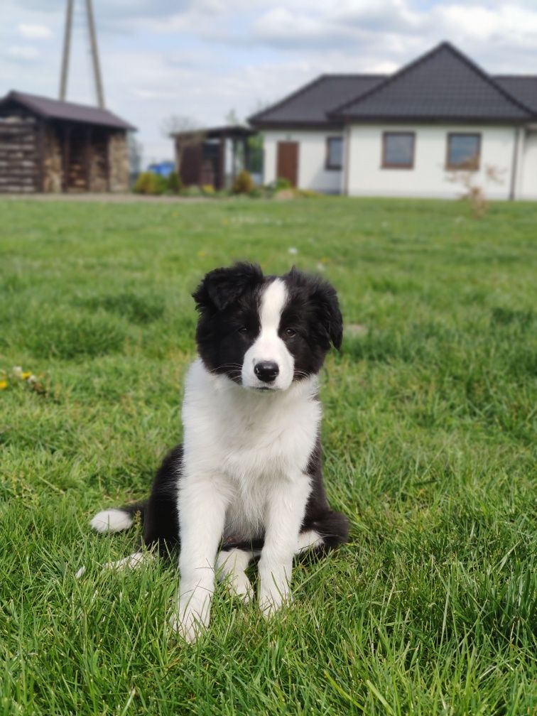 Szczenię - chłopak Border Collie ZKwP/FCI. Gotowy do odbioru.