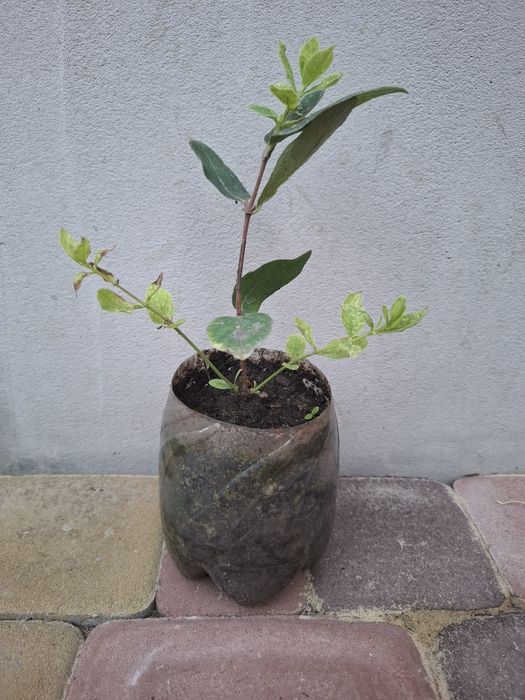 Продам саженцы жимолости